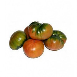 Tomate Raff